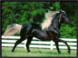 Czarny Koń na wybiegu